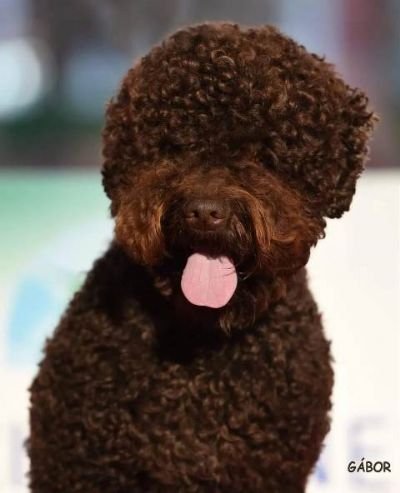 Lagotto Romagnolo, rezervacija tenaca